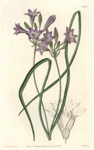 Triteleia ou brodiacea lache - Woda forte autorstwa S. Wattsa z ilustracji Sarah Anne Drake (1803-1857), z rejestru botanicznego autorstwa Sydenham Teast Edwards