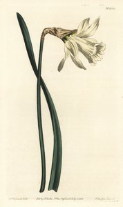 Narcyz trąbkowy - Mniejszy biały żonkil hiszpański, Narcissus pseudonarcissus subsp. moschatus (Narcissus moschatus). Ręcznie barwiony miedzioryt autorstwa F. Sansoma Jr. według ilustracji Sydenhama Edwardsa z Botanical Magazine Williama Curtisa, T. autorstwa Sydenham Teast Edwards