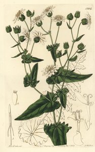 Piżmo rzepakowe, Moscharia pinnatifida. Ręcznie barwiony miedzioryt autorstwa S. Wattsa według ilustracji panny Sarah Drake z rejestru botanicznego Sydenham Edwards, Ridgeway, Londyn autorstwa Sydenham Teast Edwards