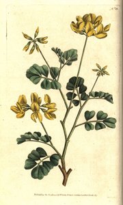 Valencia Coronilla - Scorpion wyka, Coronilla valentina subsp. glauca (Coronilla morska lub pachnąca w dzień, Coronilla glauca). Ręcznie kolorowany miedzioryt według ilustracji botanicznej Sydenhama Edwardsa z The Botanical Magazine Williama Curtisa autorstwa Sydenham Teast Edwards