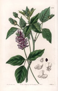 Variete de Psoralea - Grawerowana tablica autorstwa S.Wattsa, z ilustracji Sarah Anne Drake (1803-1857), z rejestru botanicznego Sydenham Edwards (1768-1819), Anglia autorstwa Sydenham Teast Edwards