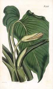 Variete de calla ou arum - Aromatic calla, Homalomena aromatica (Calla aromatica). Ręcznie kolorowany miedzioryt Weddella na podstawie ilustracji Sydenhama Edwardsa z "Botanical Magazine" Samuela Curtisa, Londyn. autorstwa Sydenham Teast Edwards