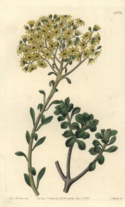 Variete de joubarb - Rojnik mieszkowy, Sempervivum villosum. Ręcznie barwiony miedzioryt autorstwa S. Wattsa według ilustracji panny Sarah Drake z rejestru botanicznego Sydenham Edwards, Ridgeway, Londyn autorstwa Sydenham Teast Edwards