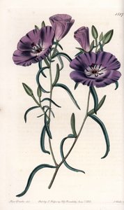 Odmiana Clarkii, pochodząca z Ameryki Południowej Grawerowane przez S.Wattsa, na podstawie ilustracji Sarah Anne Drake (1803-1857), z rejestru botanicznego Sydenham Edwards (1768-1819), Anglia autorstwa Sydenham Teast Edwards