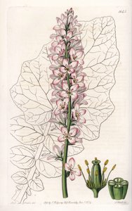 Odmiana Francoa z liśćmi mlecznymi, endemiczna w Chile - Grawerowane przez S.Watts, z ilustracji Sarah Anne Drake (1803-1857), z rejestru botanicznego Sydenham Edwards (1768-1819), Anglia autorstwa Sydenham Teast Edwards