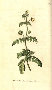 Odmiana Calceolar - Pantofelek pierzasty, Calceolaria pinnata. Ręcznie kolorowany miedzioryt według ilustracji botanicznej autorstwa Jamesa Sowerby