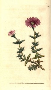 Odmiana ficoida - Brodaty nagietek figowy, Mesembryanthemum barbarum. Ręcznie kolorowany miedzioryt według ilustracji botanicznej z The Botanical Magazine Williama Curtisa, Lambeth Marsh, Londyn autorstwa Sydenham Teast Edwards