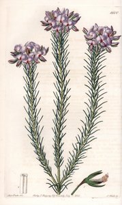 Odmiana gompholobium (rodzina roślin strączkowych), pochodząca z Australii - tabliczka rytowana przez S.Wattsa, z ilustracji Sarah Anne Drake (1803-1857), z rejestru botanicznego Sydenham Edwards (1768-1819), Anglia autorstwa Sydenham Teast Edwards