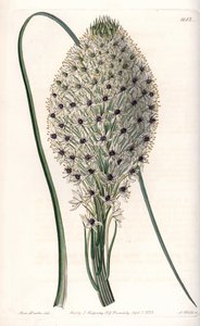 Variete of liliacee (Helonias asphodeloides) - rycina autorstwa S. Wattsa, z ilustracji Sarah Anne Drake (1803-1857), z rejestru botanicznego Sydenhama Edwardsa (1768-1819), Anglia autorstwa Sydenham Teast Edwards