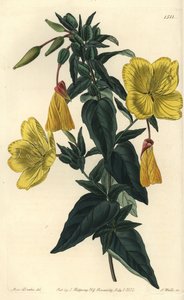 Odmiana wiesiołka lub trawy z osiołkami - Wiesiołek, Oenothera fruticosa subsp. glauca (Glaucous oenothera, Oenothera glauca). Ręcznie barwiony miedzioryt autorstwa S. Wattsa według ilustracji panny Sarah Drake z Sydenham Edwards autorstwa Sydenham Teast Edwards