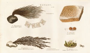 Różne gatunki glonów (Conferva) autorstwa Sydenham Teast Edwards