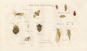 Różne gatunki owadów z rodziny cykad i pluskwiaków