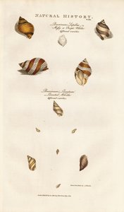 Różne gatunki skorupiaków autorstwa Sydenham Teast Edwards