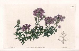 Verbena multifide - Grawerowane przez S. Watts, z ilustracji Sarah Anne Drake (1803-1857), z rejestru botanicznego Sydenham Edwards (1768-1819), Anglia autorstwa Sydenham Teast Edwards