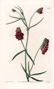 Vesces Variete - Talerz grawerowany przez S.Wattsa, z ilustracji Sarah Anne Drake (1803-1857), z rejestru botanicznego Sydenham Edwards (1768-1819), Anglia autorstwa Sydenham Teast Edwards