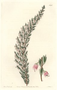 Epiary pęcherzykowe, pochodzące z Europy - Water forte autorstwa S. Wattsa z ilustracji Sarah Anne Drake (1803-1857), z rejestru botanicznego autorstwa Sydenham Teast Edwards