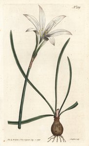 Virginia Amaryllis - Lilia Atamasco, Zephyranthes atamasco (Amaryllis atamasco) - Ręcznie barwiony miedzioryt wykonany przez Sansoma na podstawie ilustracji Sydenhama Edwardsa autorstwa Williama Curtisa Botanical Magazine, Londyn autorstwa Sydenham Teast Edwards