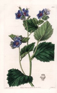 Viscous Facelia - Talerz grawerowany przez S.Wattsa, z ilustracji Sarah Anne Drake (1803-1857), z rejestru botanicznego Sydenham Edwards (1768-1819), Anglia autorstwa Sydenham Teast Edwards