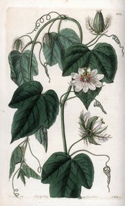 Passionflower białego kwiatu - Grawerowana tablica autorstwa S.Wattsa, z ilustracji Sarah Anne Drake (1803-1857), z rejestru botanicznego Sydenham Edwards (1768-1819), Anglia autorstwa Sydenham Teast Edwards