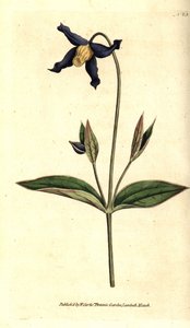 Powojnik całolistny - powojnik całolistny lub altana dziewicza, Clematis integrifolia. Ręcznie kolorowany miedzioryt według ilustracji botanicznej z The Botanical Magazine Williama Curtisa, Lambeth Marsh, Londyn autorstwa Sydenham Teast Edwards