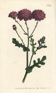 Dziki cineraire - Purpurowa mielona lub starca, Senecio elegans. Ręcznie barwiony miedzioryt autorstwa Sansoma według ilustracji Sydenhama Edwardsa autorstwa Williama Curtisa Botanical Magazine, Londyn autorstwa Sydenham Teast Edwards