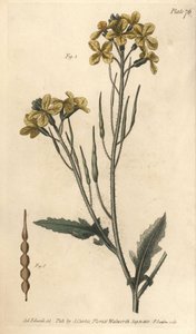 Dzika rzodkiew, Raphanus raphanistrum, Siliquosa. Ręcznie kolorowany miedzioryt autorstwa F. Sansoma przedstawiający ilustrację botaniczną Sydenhama Edwardsa do wykładów Williama Curtisa na temat botaniki, dostarczony w Ogrodzie Botanicznym w Lambeth autorstwa Sydenham Teast Edwards