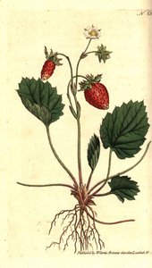 Poziomka, Fragaria vesca (truskawka jednolistna lub truskawka wersalska, Fragaria monophylla). Ręcznie kolorowany miedzioryt według ilustracji botanicznej z The Botanical Magazine Williama Curtisa, Lambeth Marsh, Londyn autorstwa Sydenham Teast Edwards