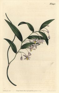 Jagoda Wombat lub eustrefus o najszerszych liściach, Eustrephus latifolius. Ręcznie barwiony miedzioryt autorstwa F. Sansoma Jr. według ilustracji Sydenhama Edwardsa z magazynu botanicznego Williama Curtisa, T. Curtis, Londyn autorstwa Sydenham Teast Edwards