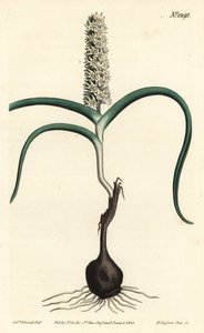 Wurmbea monopetala (Melanthium wielokwiatowe, Melanthium monopetalum). Ręcznie barwiony miedzioryt autorstwa F. Sansoma Jr. według ilustracji Sydenhama Edwardsa z magazynu botanicznego Williama Curtisa, T. Curtis, Londyn autorstwa Sydenham Teast Edwards