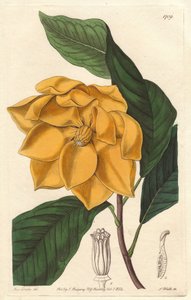 Magnolia żółtokwiatowa, pochodząca z Jawy (Indonezja) - Silna woda autorstwa S. Wattsa z ilustracji Sarah Anne Drake (1803-1857), z Rejestru Botanicznego autorstwa Sydenham Teast Edwards