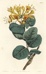Dzięcioł żółtokwiatowy, Lonicera flava. Ręcznie barwiony miedzioryt autorstwa F. Sansoma Jr. według ilustracji Sydenhama Edwardsa z magazynu botanicznego Williama Curtisa, T. Curtis, Londyn autorstwa Sydenham Teast Edwards