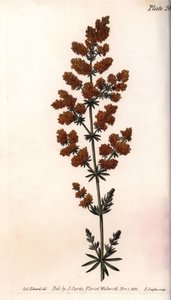 Żółta kamizelka lub żółta przepiórka mleczna. Kolorowa miedzioryt, ilustracja Sydenham Edwards (1768-1819) dla Konferencji Botanicznej, Ogród Botaniczny Lambeth (Anglia) autorstwa Sydenham Teast Edwards