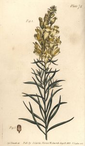 Lniana ropucha żółta lub lwia paź, wyżlin majus, ogolnospermia. Ręcznie barwiony miedzioryt autorstwa F. Sansoma przedstawiający ilustrację botaniczną Sydenhama Edwardsa do Wykładów o botanice Williama Curtisa, dostarczony w Ogrodzie Botanicznym w Lambeth autorstwa Sydenham Teast Edwards