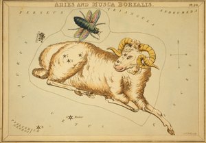 Baran i Musca Borealis, ilustracja z „Zwierciadła Urania”
