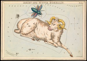 Baran i Musca borealis, ok. 1825 (karta, papier, bibułka)