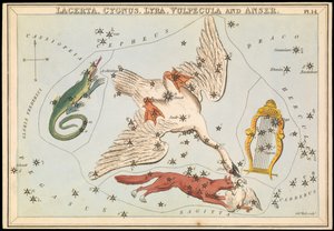 Lacerta, Cygnus, Lyra, Vulpecula i Anser, ok. 1825 r. (karta, papier, bibułka) autorstwa Sydney Hall