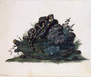 Salamander, akwarela Sidneya Parkinsona (ok. 1745-1771), Wielka Brytania