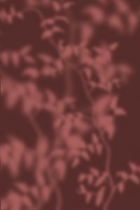  autorstwa THE MIUUS STUDIO