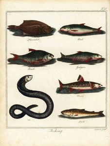 Wędkarstwo: flądra, kleń, płoć, kiełb, golec, węgorz, bocja. 1792 (grawerowanie)