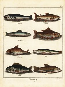 Wędkarstwo: łosoś, pstrąg, lipień, karp, leszcz, szczupak, okoń, tenc 1792 (grawerowanie)