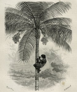 La recolte de la wax de palmier ceroxylon, dans le Quindio (Kolumbia), grawerowane przez Taylora i Ferdinandusa, aby zilustrować historię L