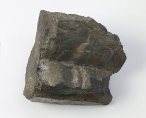 Fragment cokołu lotosu