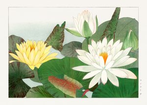Lotos Nymphaea z "Seiyou Sokazufu