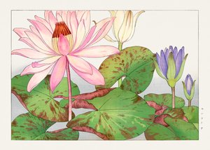 Lotos Nymphaea z "Seiyou Sokazufu