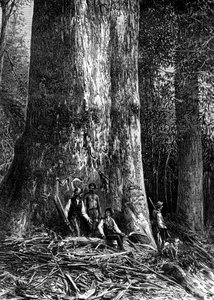 Olbrzymi eukaliptus, Australia, 1886 r.