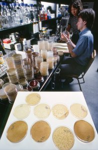 Doktorant na Uniwersytecie Illinois bada rekombinowane DNA w Bibliotece... autorstwa Ted Spiegel