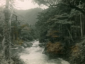 Jesienny las w regionie Yamanaka, około 1900-1915 r. (zdjęcie)