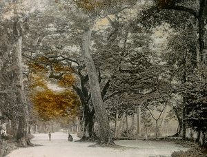 Stuletnie drzewa w parku Shimogamo, Kioto, około 1900-1915 (zdjęcie)