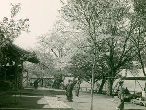 Kwiaty wiśni w mieście Otsu na wyspie Honshu, około 1900-1915 r. (zdjęcie)