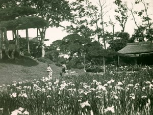 Irysowy ogród Horikiri Shobuen w Tokio, około 1900-1915 (zdjęcie) autorstwa Teijiro Takagi